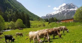 Mont-Blanc Fermes Péda Mont-Blanc Fermes Péda